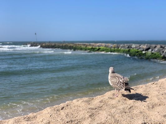 Shinnecock East County Park by null