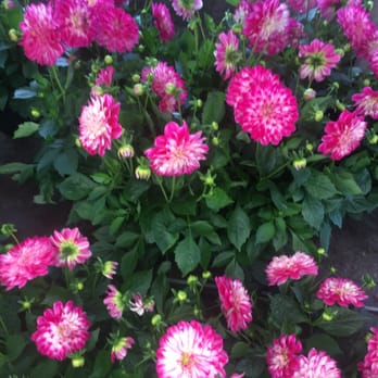 Castle Nurseries - Nurseries & Gardening Near Me - Studley, WAR Castle Nurseries - Nurseries & Gardening Near Me - Studley, WAR