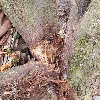 Urban Timber Tree Service - Break in the tree trunk at the base. - Tree Services Near Me
