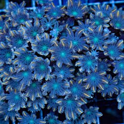 Matt's Corals & Service