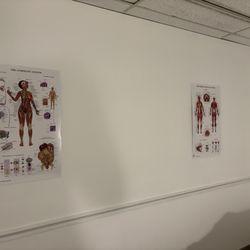 Alpha School of Massage, Annandale - Private massage room. Massage schools seem to always feature the diagrams of muscle groups.