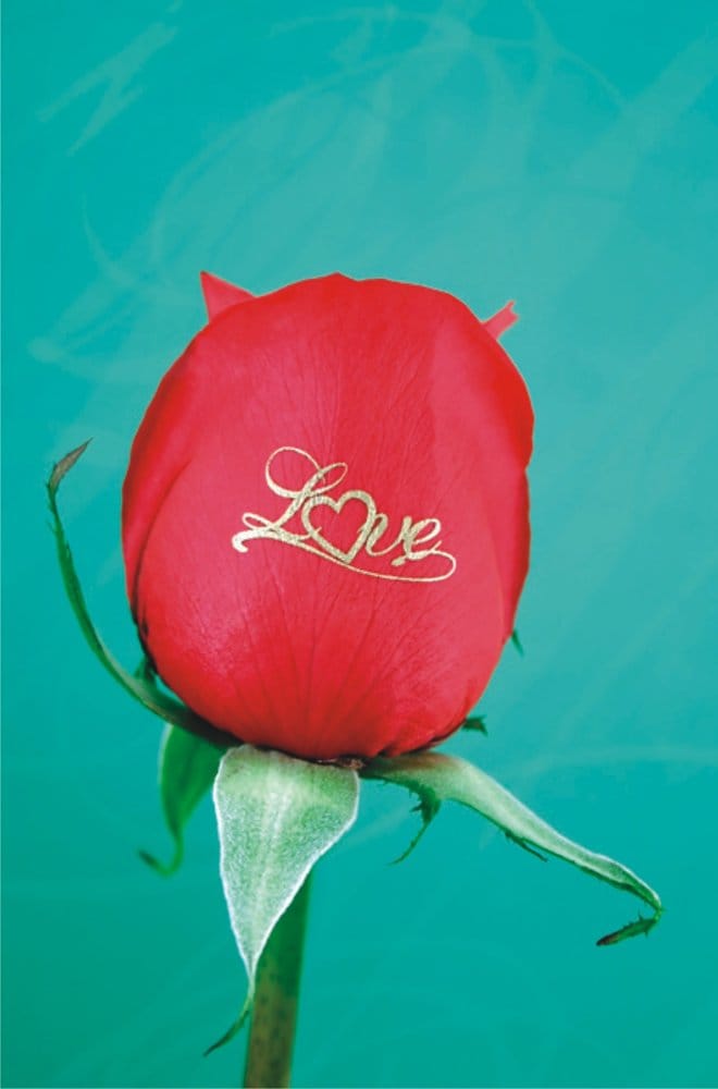 THE MAGIC OF SPEAKING ROSES Harmony Village, Wheeling, IL Yelp