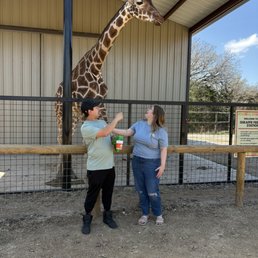 Feeding giraffe Feeding giraffe
