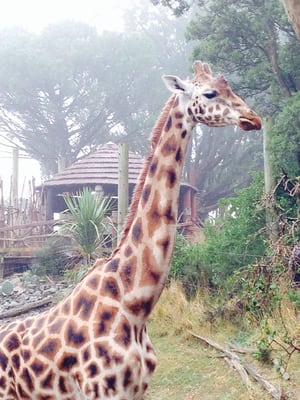 Wellington Zoo by null