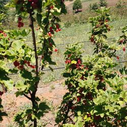 Patrick's Berry Farm - Currants