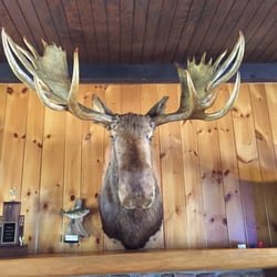 Presque Isle Yacht Club - Yacht club moose!