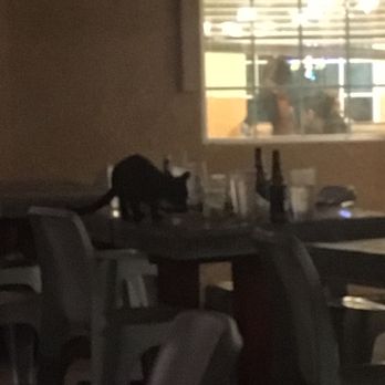 Sequoia Cider Mill Restaurant - Cats eating off the tables :( - Steakhouses Near Me - Three Rivers, California Sequoia Cider Mill Restaurant - Cats eating off the tables :( - Steakhouses Near Me - Three Rivers, California