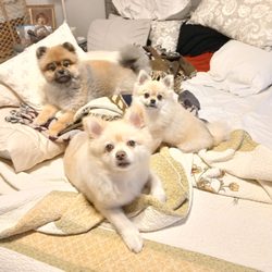 Suzanne's Great and Small Pet and House Sitting Care - Various pets from sits