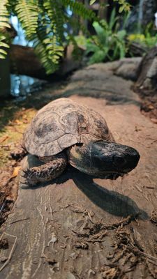 Lincoln Park Zoo by null Lincoln Park Zoo by null