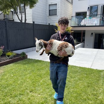 Friendly Pony Parties & Barnyard Pals - Goat being delivered to my backyard - Party & Event Planning Near Me - Half Moon Bay, California Friendly Pony Parties & Barnyard Pals - Goat being delivered to my backyard - Party & Event Planning Near Me - Half Moon Bay, California