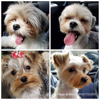 Lovely Pet Spa - Before and after photos of our two Morkies. Requested the 'teddy bear' sharp, clean look~ Came out perfect! (: - Pet Groomers Near Me - Parker, Colorado Lovely Pet Spa - Before and after photos of our two Morkies. Requested the 'teddy bear' sharp, clean look~ Came out perfect! (: - Pet Groomers Near Me - Parker, Colorado