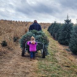 Woodridge Tree Farm