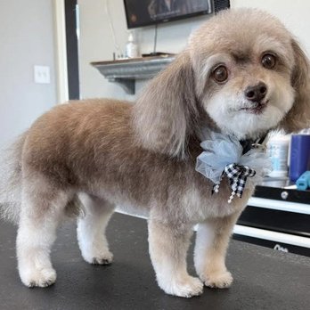 Chixie - Pet Groomers Near Me - Spring, Texas