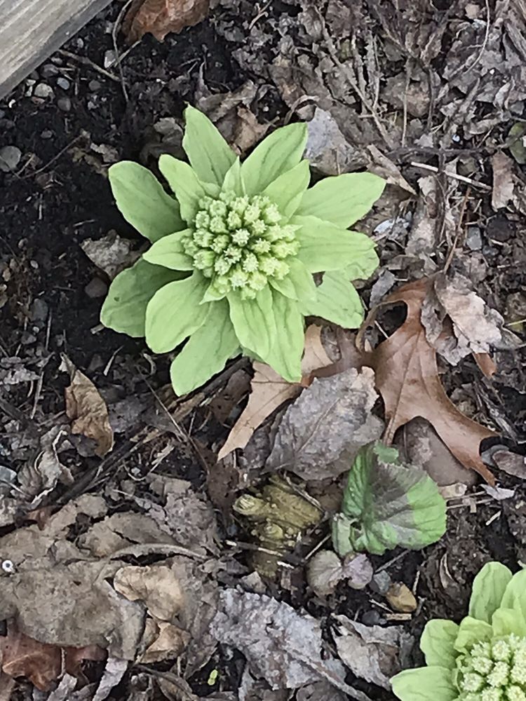 Social spots from Corbett's Glen Nature Park
