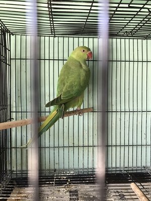 paraiso pets & supplies