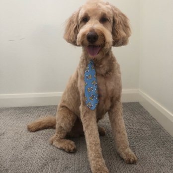 Bark Barber - Pet Groomers Near Me Bark Barber - Pet Groomers Near Me