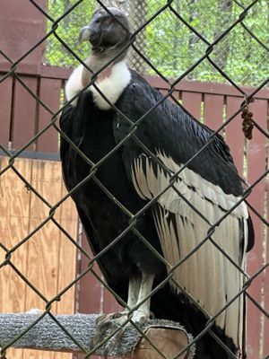 Carolina Raptor Center by null