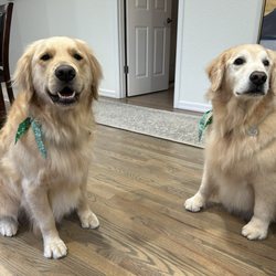 Muddy Paws Dog Grooming - Groomed pups