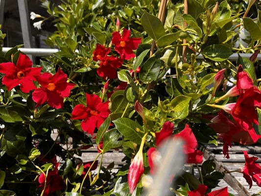 Briermere Farms by null