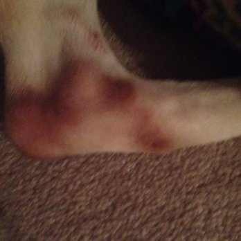 Shady Grove Kennels - Pet Sitting Near Me - Gilbert, South Carolina