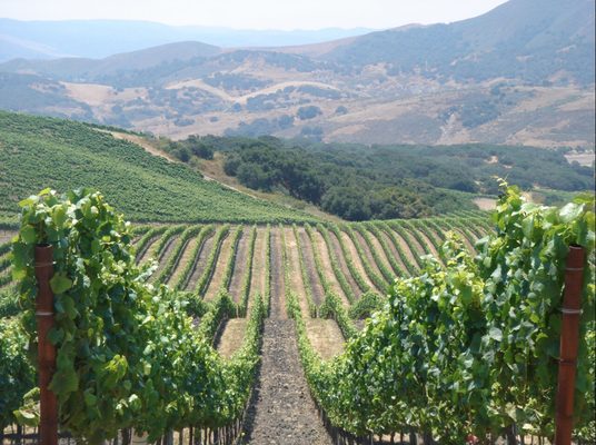 Foley Estates Vineyard & Wine by null