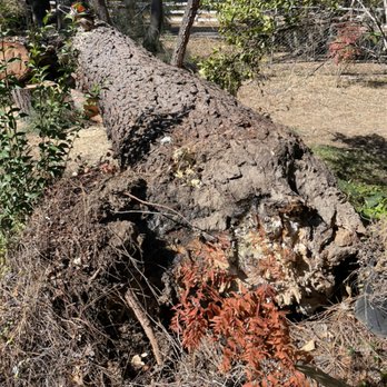 Pixleys Tree Service - Tree had a healthy canopy but root rot and wind brought it down. - Tree Services Near Me Pixleys Tree Service - Tree had a healthy canopy but root rot and wind brought it down. - Tree Services Near Me