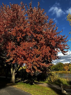 Lake of the Isles Park by null