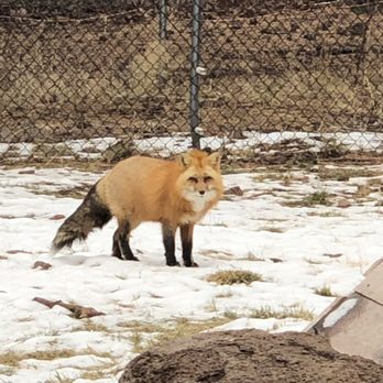 Bearizona - Zoos Near Me - Williams, Arizona