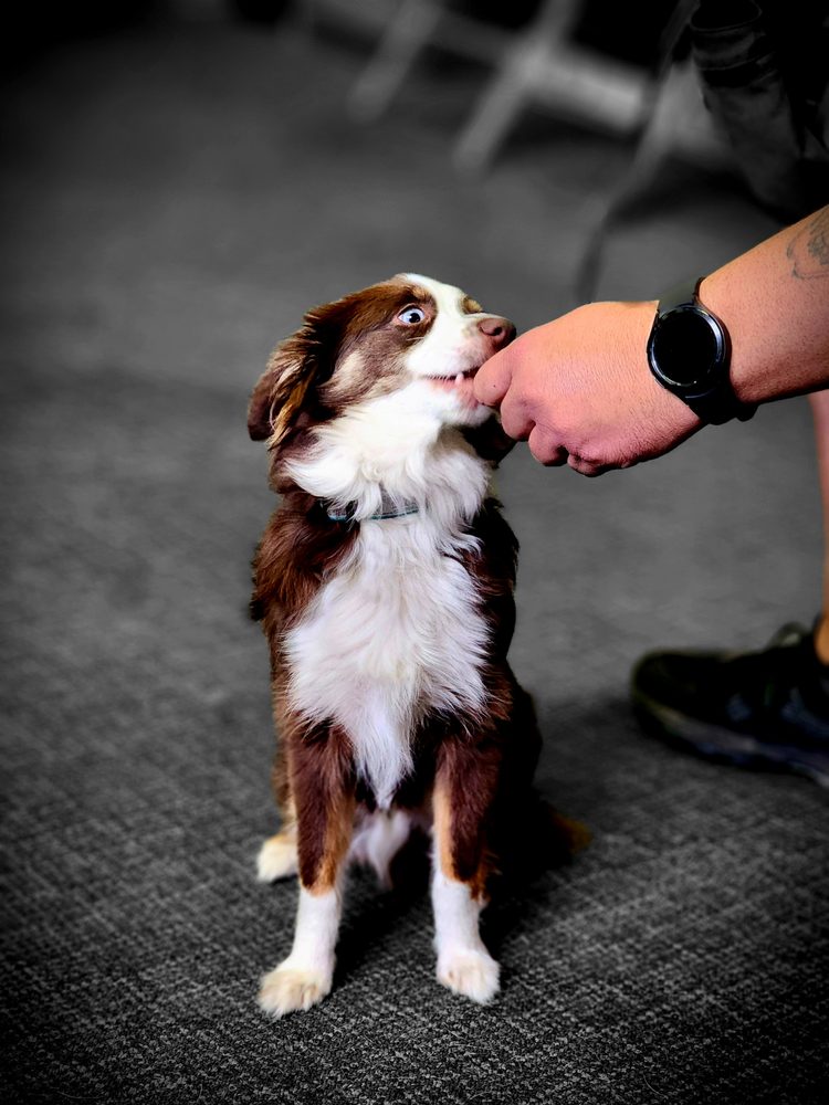 TOP LEVEL DOG TRAINING ACADEMY Updated September 2024 83 Photos 401 Commerce St, Kingsport