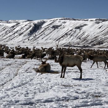 National Elk Refuge Sleigh Rides - Parks Near Me - Jackson, Wyoming National Elk Refuge Sleigh Rides - Parks Near Me - Jackson, Wyoming