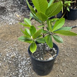 Aikane Nursery - Tahitian or Tiare gardenia