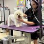 Photo of Canine Clipper