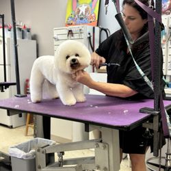 Canine Clipper - Boo getting ready for a big weekend!