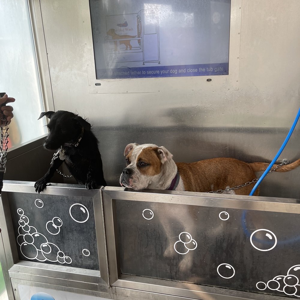 8th South Car Wash - Honestly was so impressed with the self dog wash station! Super easy to use and has two hook for both my dogs! Def will be returning! - Car Wash Near Me - Orem, Utah 8th South Car Wash - Honestly was so impressed with the self dog wash station! Super easy to use and has two hook for both my dogs! Def will be returning! - Car Wash Near Me - Orem, Utah