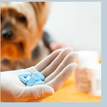Brewer Veterinary Clinic - untitled - Veterinarians Near Me - Brewer, Maine