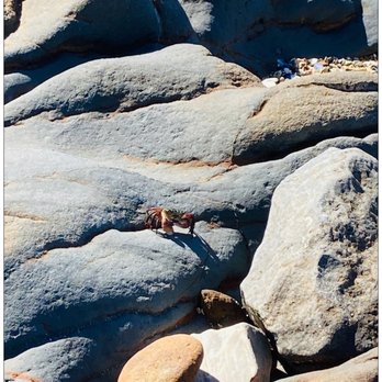 Abalone Cove Park - Me (a) staring at my lunch or (b) asking the shore crab for the lost treasure of spada or (c) all of the above. Lol. ;D - Parks Near Me - Rancho Palos Verdes, California
