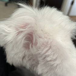 Cove Grooming - Looks like she accidentally shaved too ouch off one of her ears and got the skin in the process.