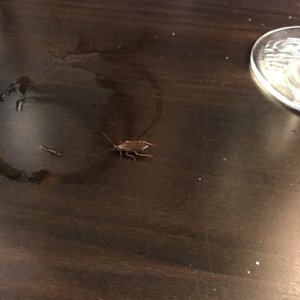 Foto zu Steakhaus Angus - Berlin, Deutschland