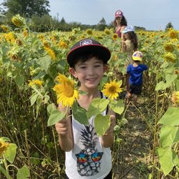 Access to the sunflower field for picking flowers is included with your apple picking price Access to the sunflower field for picking flowers is included with your apple picking price