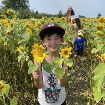 CherryHawk Farm - Access to the sunflower field for picking flowers is included with your apple picking price - Fruits & Veggies Near Me - Marysville, Ohio CherryHawk Farm - Access to the sunflower field for picking flowers is included with your apple picking price - Fruits & Veggies Near Me - Marysville, Ohio