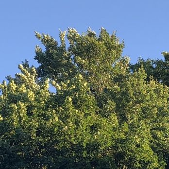 Mount Ivy Diner - the top of a tree - New American Near Me - Pomona, New York
