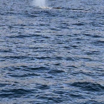 Harbor Breeze - Boat Charters Near Me - Long Beach, California