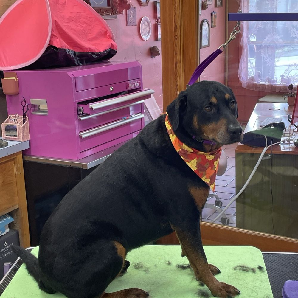 Dolled Up Dogs - Pet Groomers Near Me - Seattle, Washington