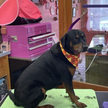 Dolled Up Dogs - Pet Groomers Near Me - Seattle, Washington Dolled Up Dogs - Pet Groomers Near Me - Seattle, Washington