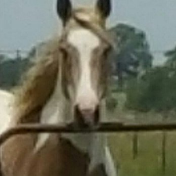Silver Spurs Horseback Riding School - Horseback Riding Near Me - Decatur, Texas Silver Spurs Horseback Riding School - Horseback Riding Near Me - Decatur, Texas