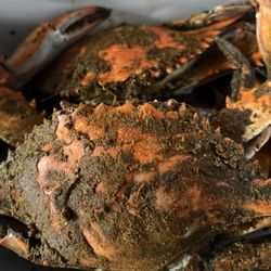 The Classy Crab - Heavy seasoning