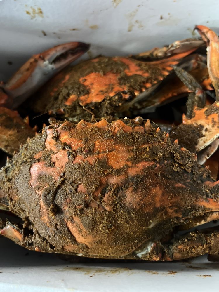 THE CLASSY CRAB Updated September 2024 11 Photos & 17 Reviews 3