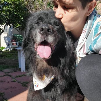 Gemcore Veterinary Services - Tobi on his last day. - Veterinarians Near Me - Chatsworth, California