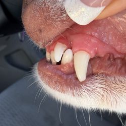 Kahoots Pet Store