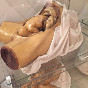 Museo Galileo - 16th century medical models - Museums Near Me - Florence, FI